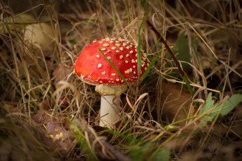 Картинка природа грибы +мухомор простор