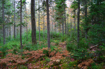 Картинка природа лес простор