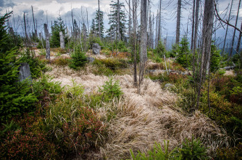 Картинка природа лес простор