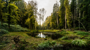 Картинка природа лес простор