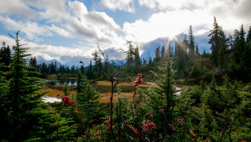 Картинка природа лес простор