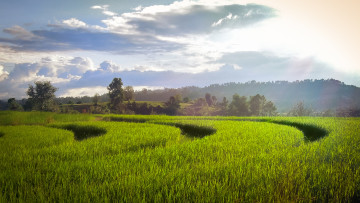 Картинка природа поля простор