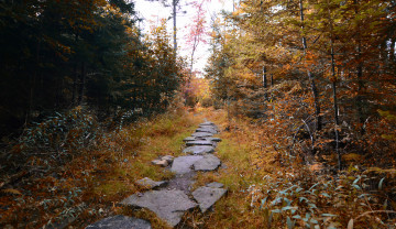 Картинка природа дороги простор