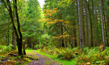 Картинка природа лес простор