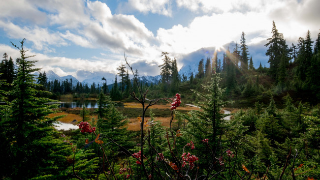 Обои картинки фото природа, лес, простор