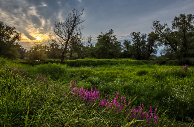 Обои картинки фото природа, луга, простор