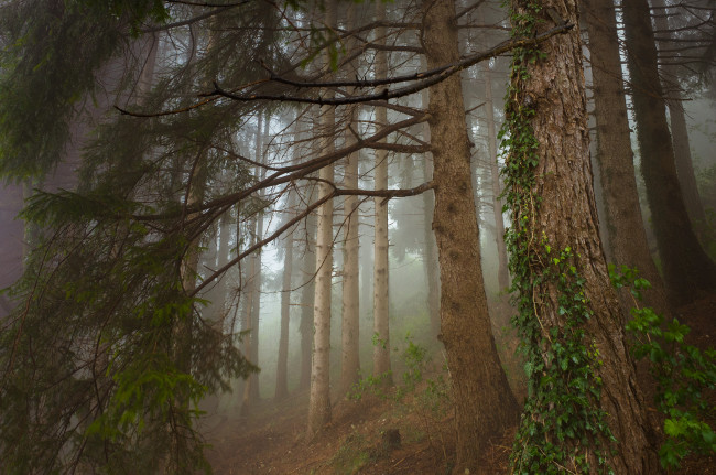 Обои картинки фото природа, лес, простор