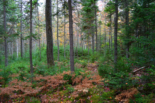 Обои картинки фото природа, лес, простор