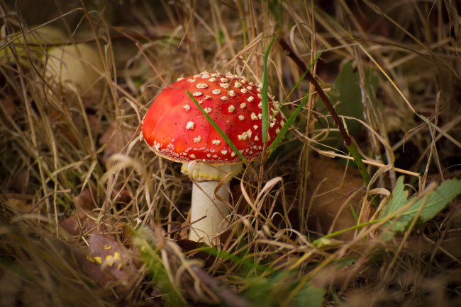 Обои картинки фото природа, грибы,  мухомор, простор