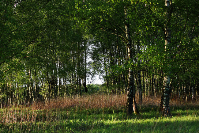 Обои картинки фото природа, лес, простор