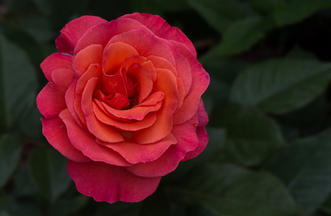 Обои картинки фото цветы, розы, бутон, лепестки