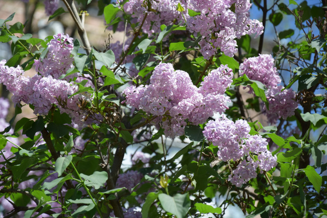 Обои картинки фото цветы, цветущие деревья ,  кустарники, ветки, лепестки