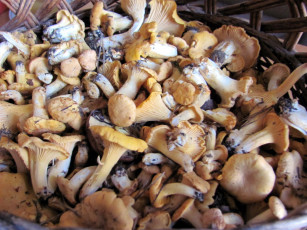 Картинка еда грибы +грибные+блюда лисички