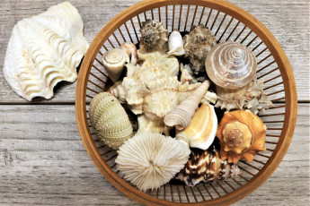 Картинка разное ракушки +кораллы +декоративные+и+spa-камни ракушка