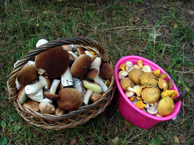 Обои картинки фото еда, грибы,  грибные блюда, боровики