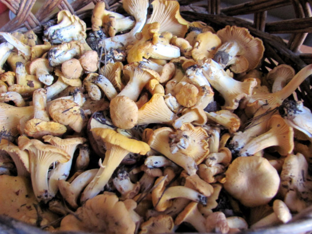Обои картинки фото еда, грибы,  грибные блюда, лисички