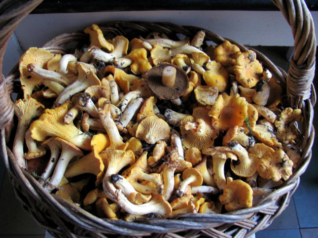 Обои картинки фото еда, грибы,  грибные блюда, лисички