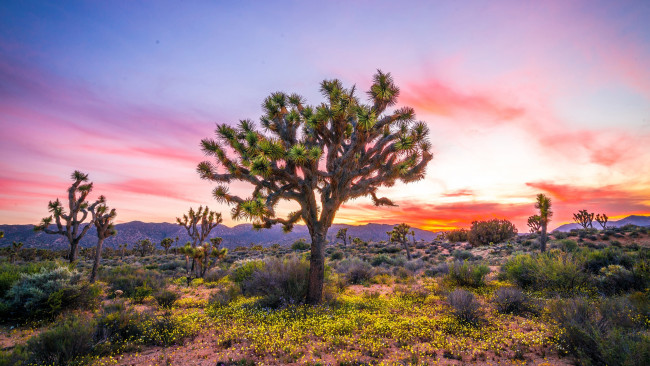 Обои картинки фото природа, деревья, национальный, парк, джошуа-три, сша