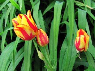 Картинка цветы тюльпаны пестрые бутоны