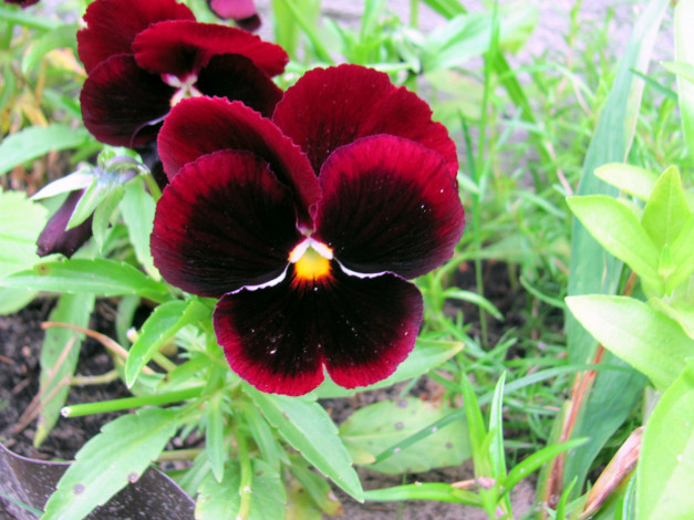 Обои картинки фото цветы, анютины глазки , садовые фиалки, бархатные, анютины, глазки, макро