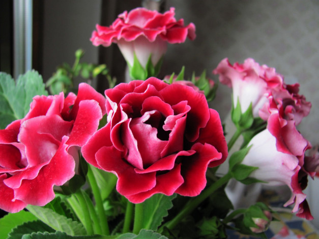 Обои картинки фото цветы, глоксиния , синнингия, синингия