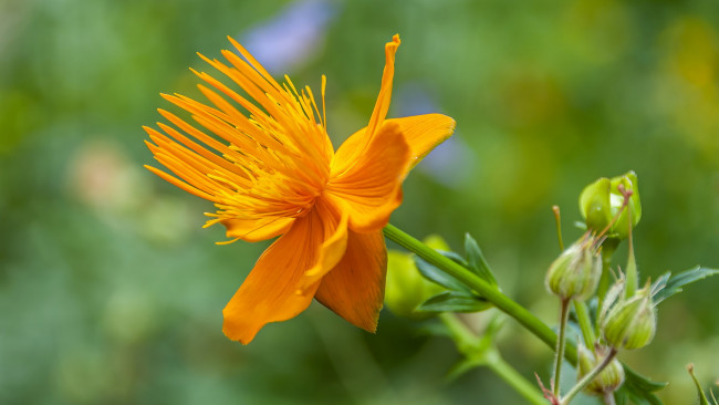 Обои картинки фото trollius chinensis, купальница китайская, цветы, trollius, chinensis, купальница, китайская