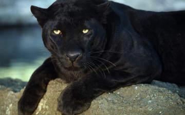 Картинка животные пантеры пантера камень