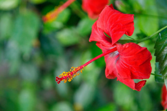 Картинка цветы гибискусы алый гибискус макро