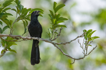 Картинка животные птицы птица