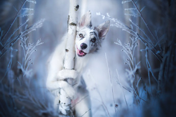 Картинка животные собаки собака