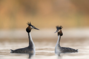 Картинка животные чомги+ поганки пара