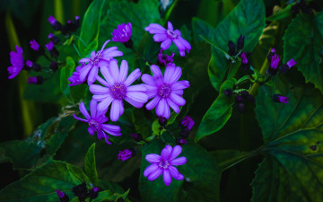 обоя цветы, остеоспермумы, африканская, ромашка