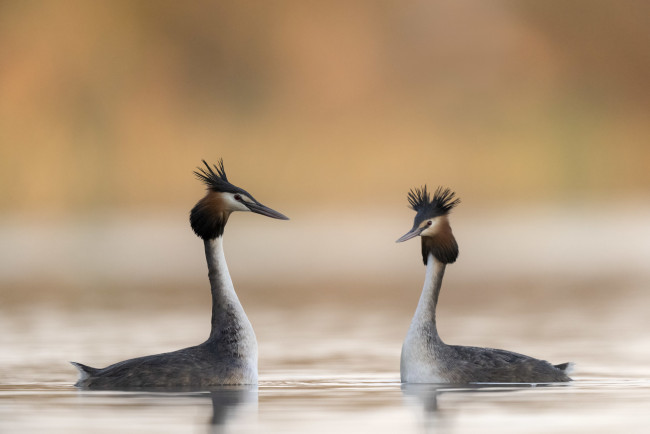 Обои картинки фото животные, чомги , поганки, пара