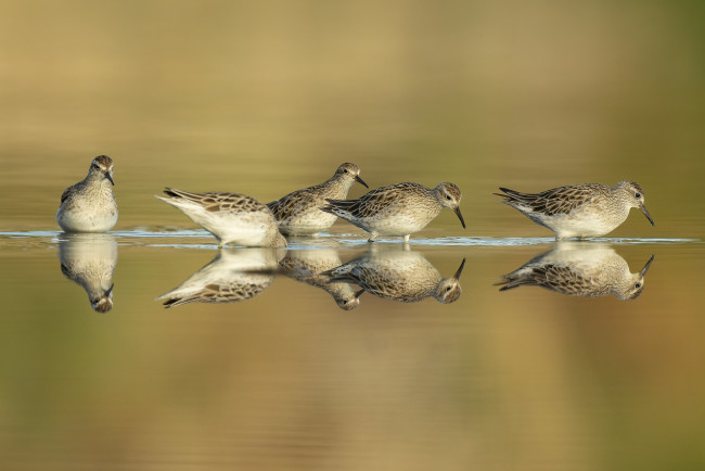Обои картинки фото животные, вальдшнепы,  кроншнепы,  бекасы, птицы