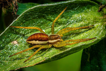 обоя животные, пауки, паук