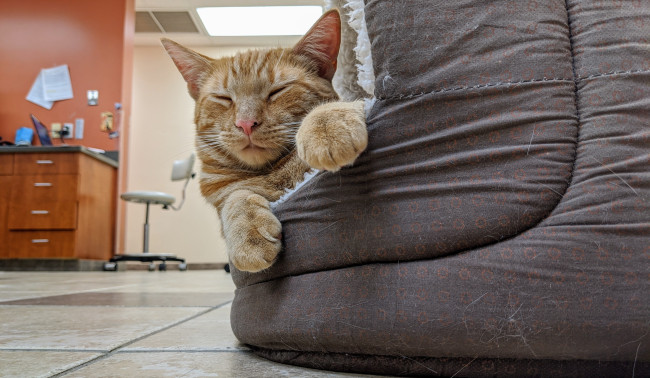 Обои картинки фото животные, коты, кот, кошка