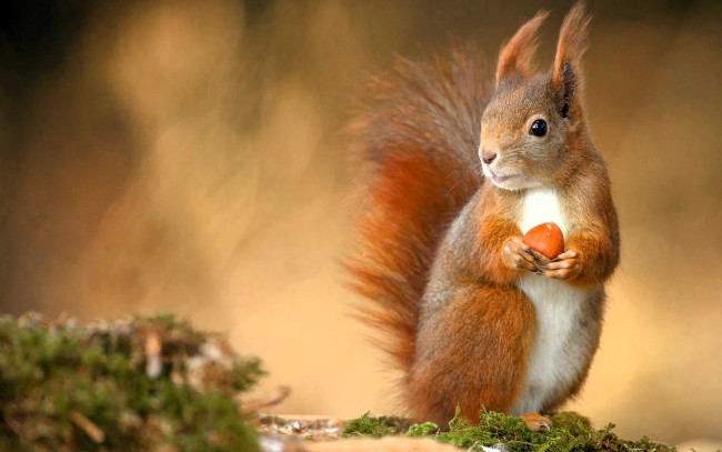 Обои картинки фото животные, белки, белка, орех, мох