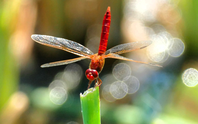 Обои картинки фото животные, стрекозы, стрекоза, блики, стебель