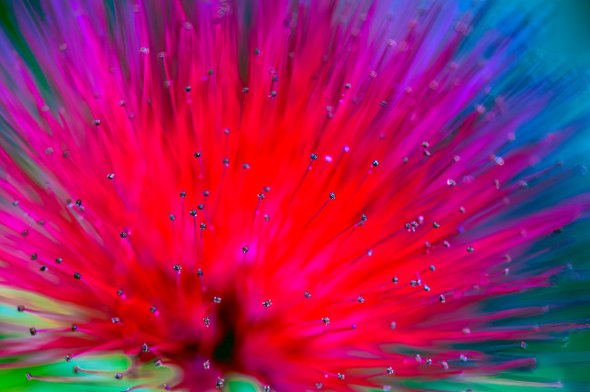 Обои картинки фото цветы, акация, цветок