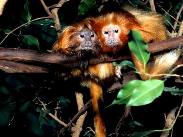 Обои картинки фото животные, обезьяны