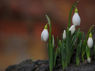 Картинка цветы подснежники белоцветник