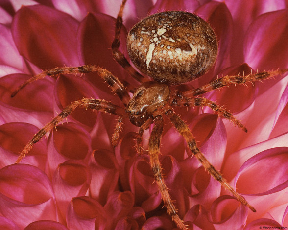 Обои картинки фото животные, пауки