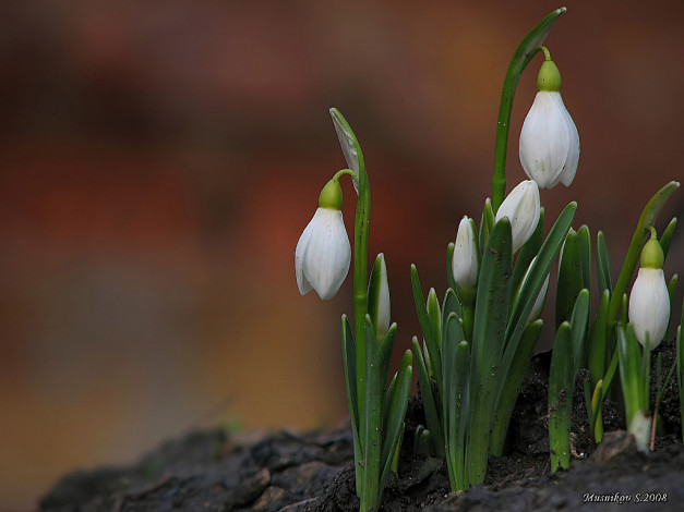Обои картинки фото цветы, подснежники, белоцветник
