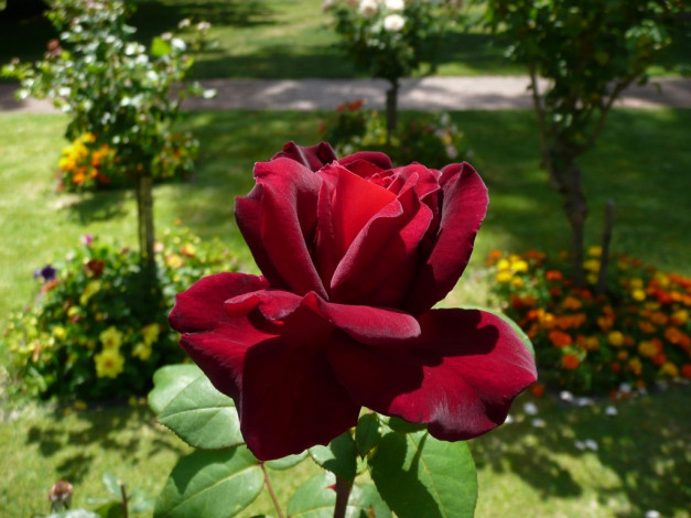 Обои картинки фото цветы, розы