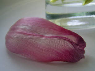 Картинка цветы тюльпаны