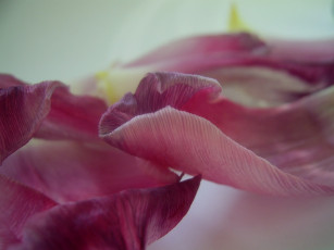 Картинка цветы тюльпаны