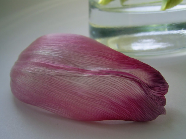 Обои картинки фото цветы, тюльпаны