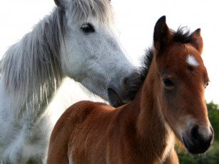Картинка животные лошади