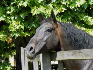 Картинка животные лошади