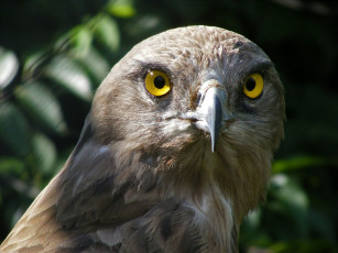 Картинка животные птицы хищники